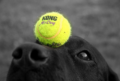 Kong Air Dog Avalehe pilt