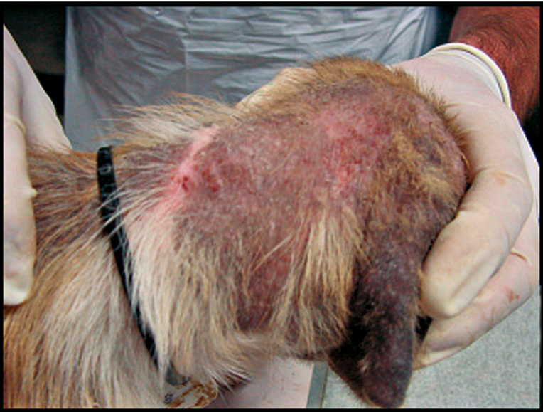 Clinical lesions of Sarcoptes scabiei var canis infection in a dog