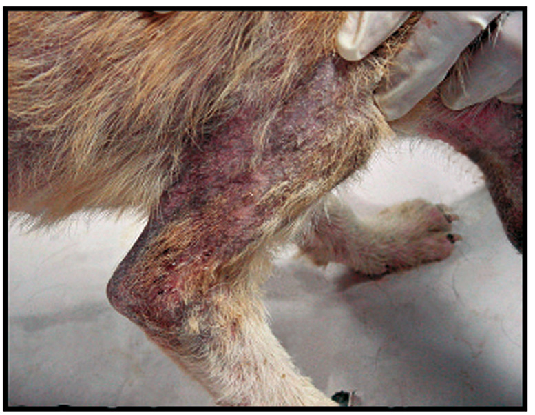 Clinical lesions of Sarcoptes scabiei var canis infection in a dog2