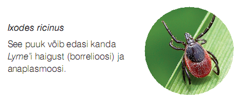 Ixodes ricinus