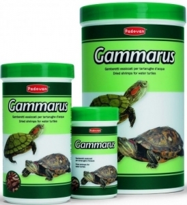 gammarus