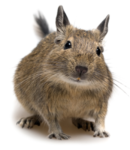 Degu