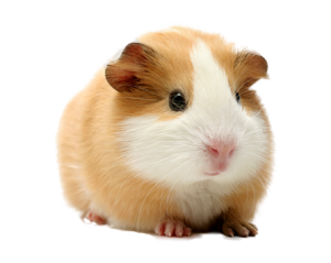 guinea-pig